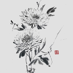 Tuschelei Chrysantheme